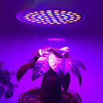 مصباح LED لنمو النباتات بقوة 20 واط و60 مصباح LED، E27، E14