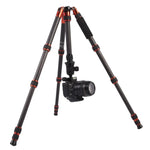 حامل ثلاثي الأرجل محمول قابل للتعديل من ألياف الكربون Triopo GT-2505x8.C مع رأس كروي من الألمنيوم B-1 لكاميرات كانون نيكون سوني DSLR، GT-2505x8.C (أسود)، GT-2505x8.C (ذهبي)
