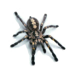 Creative Personality Scratch Cover  Car Body Sticker, Black Spider, Spider Pair, Scorpion, Lizard