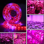 شريط أضواء LED 5م 300 LED SMD 5050 طيف كامل Fitolampy أضواء نمو لبيت زجاجي زراعة مائية، مقاوم للماء