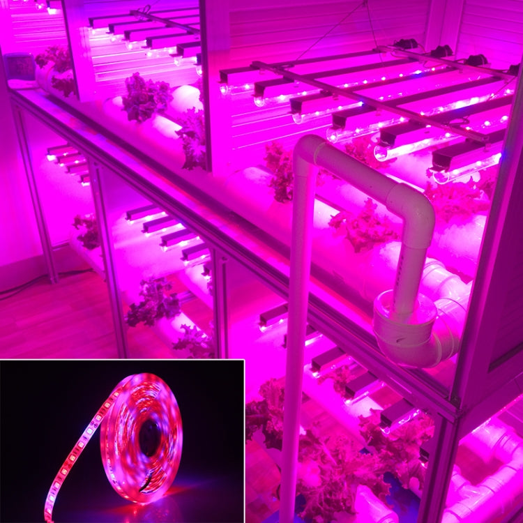 شريط أضواء LED 5م 300 LED SMD 5050 طيف كامل Fitolampy أضواء نمو لبيت زجاجي زراعة مائية، مقاوم للماء