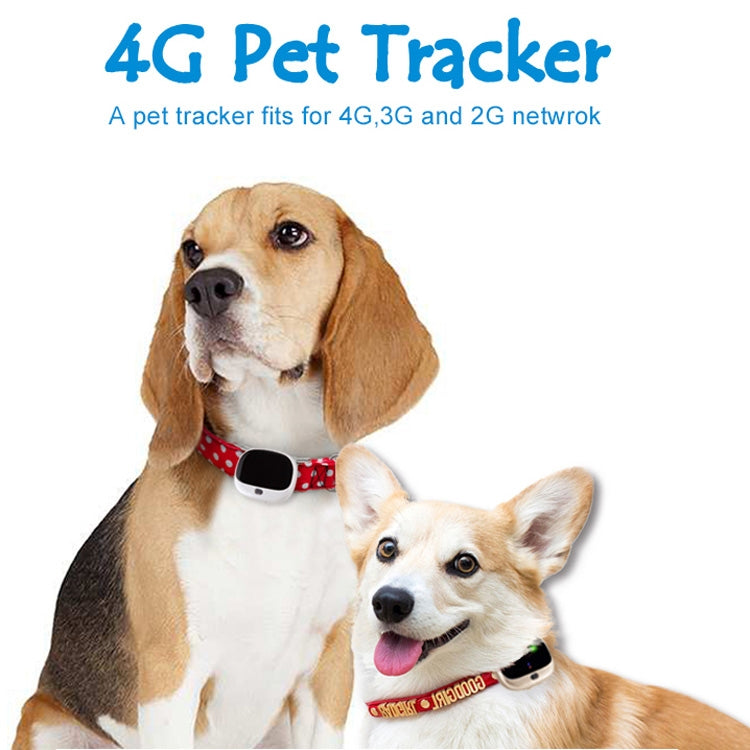 جهاز تعقب طوق الحيوانات الأليفة RF-V43 A بنمط مقاوم للماء IP67 مع GPS + LBS + واي فاي لأوروبا/آسيا/أفريقيا/أستراليا، RF-V43 A بنمط (أبيض)، RF-V43 A بنمط (أسود)